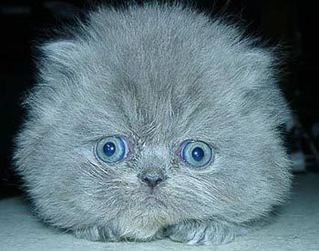 Тата Кошель