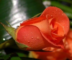 Лола Калдыбекова