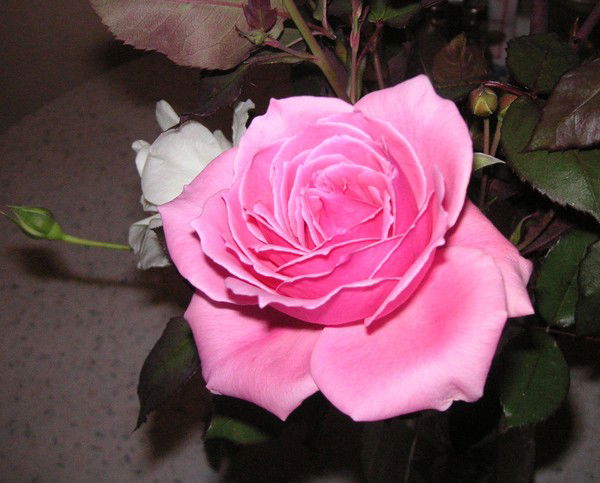 Лариса Шелюгина