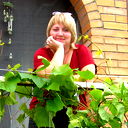 Светлана Харламова
