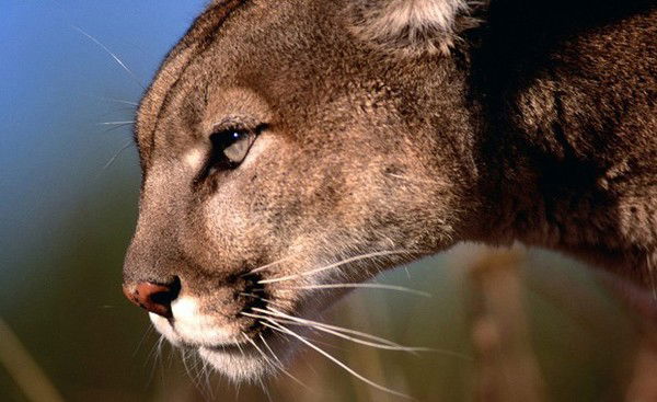 Антон Снегуров