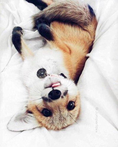 Булат Харисов