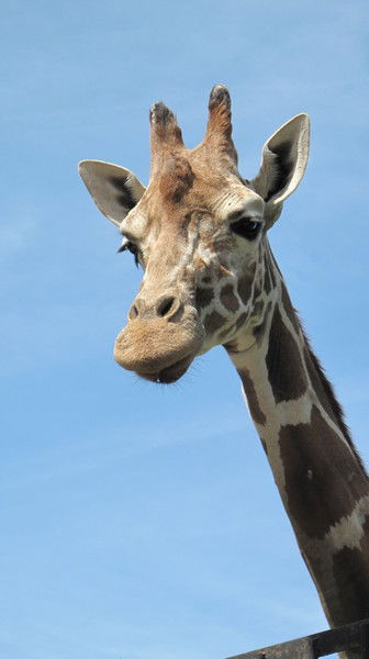 Антон Ненашев