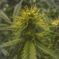 Лиза Куликова