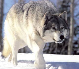 Юрий Моисеев