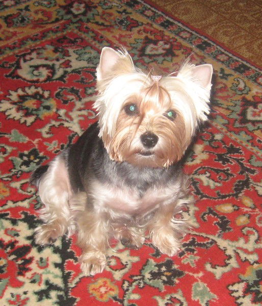 Елена Разгуляева