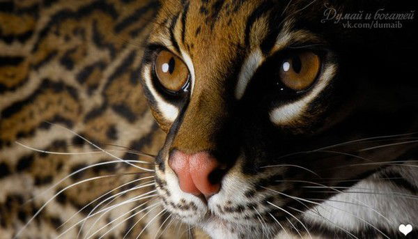 Наталья Смирнова