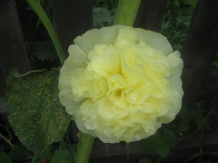 Ирина Лагерная