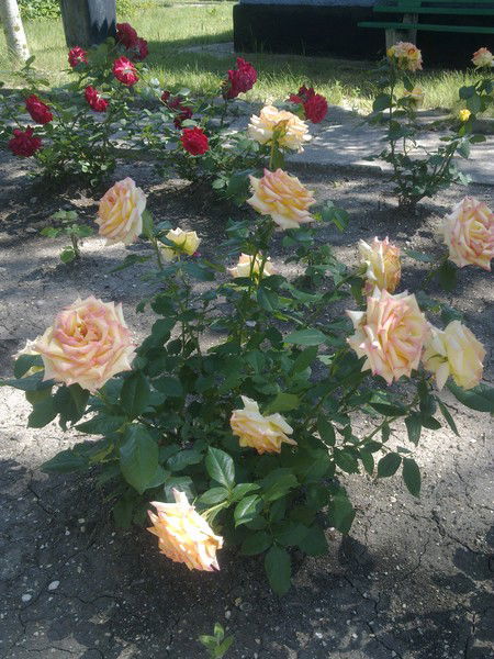 Светлана Паршикова