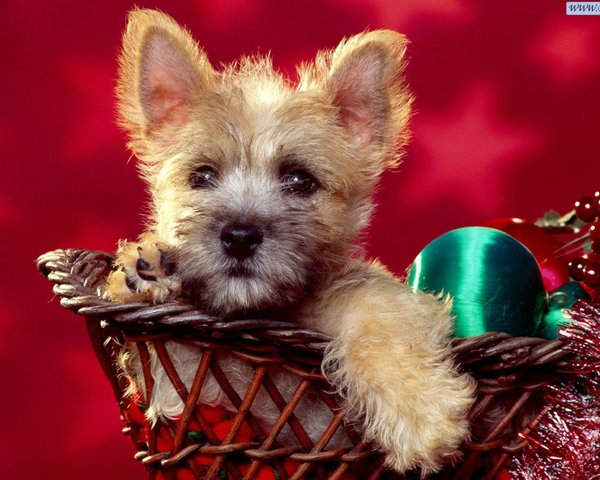 Злата Косова