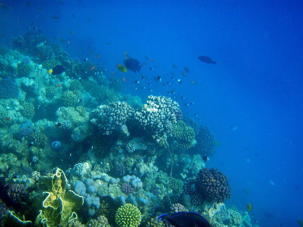 Компания Море