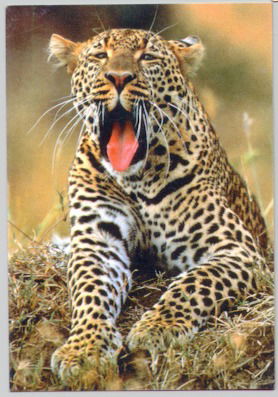 Виталий Вербицкий