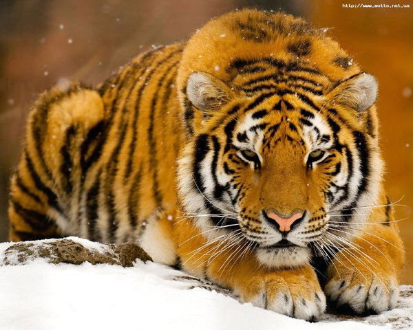 Николай Козачок