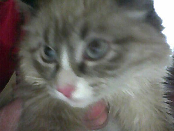 Сергей Троянов