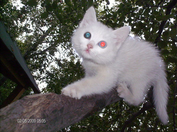 Екатерина Абеленцева