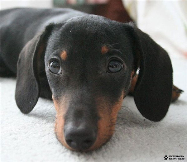 Наталья Терёхина