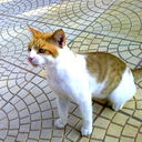 Луковка K