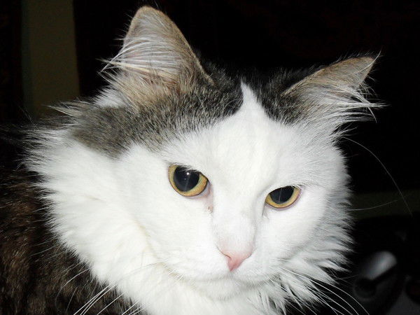 Елена Родионова