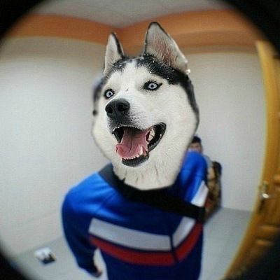 Данил Пинегин