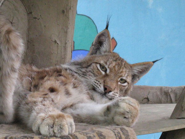 Руслан Заремба