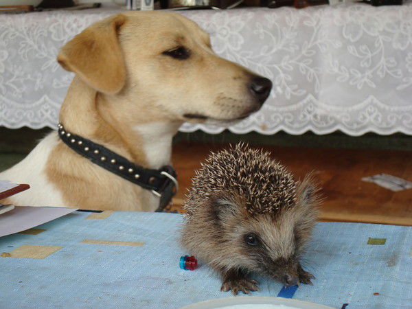 Мария Шостакович