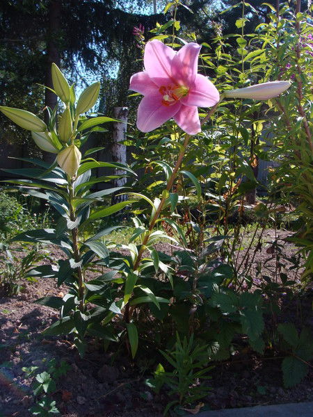Надежда Шашкина