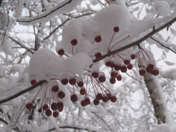 Андрианова Анастасия