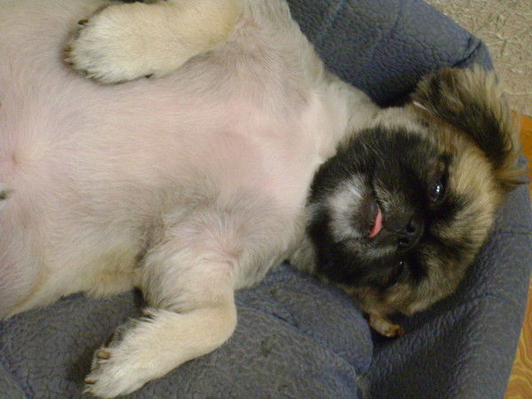 Евгений Плясунов