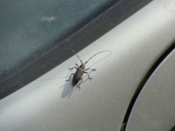 Рустам Халия