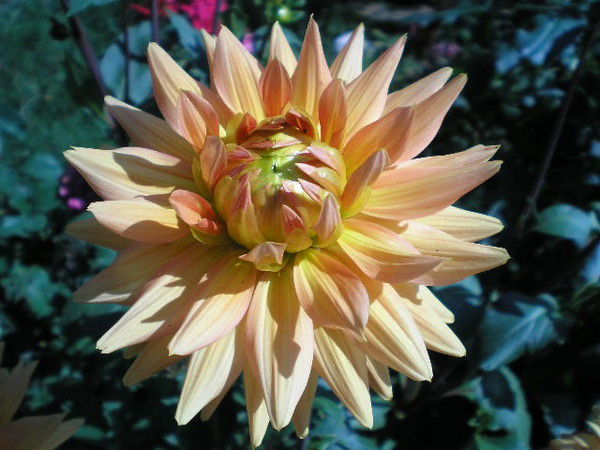 Татьяна Лисицына