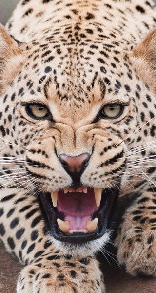 Анастасия Канивцова