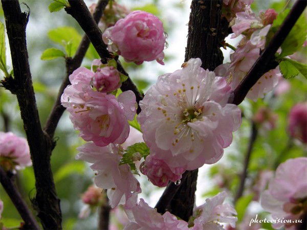 Настя Рыбина