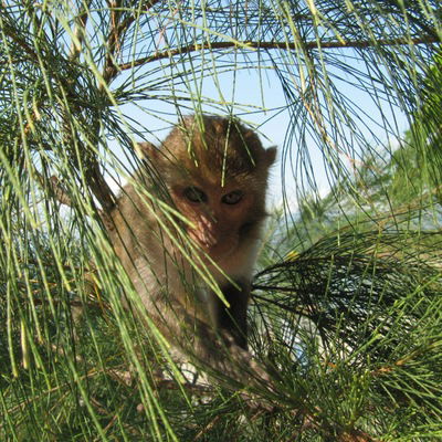 Андрей Вольдемар