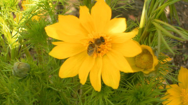 Олег Голобоков