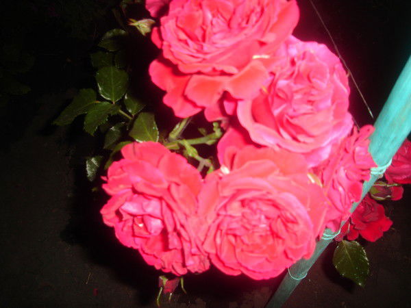 Нина Стряпчих