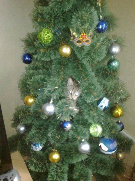 Сергей Скорняков