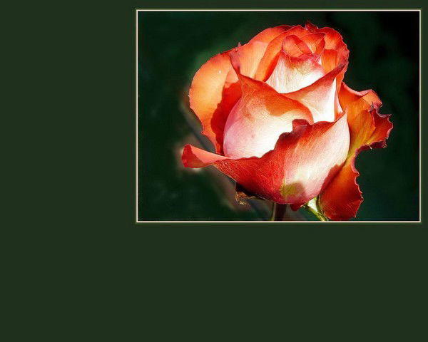 Виктория Подолевская