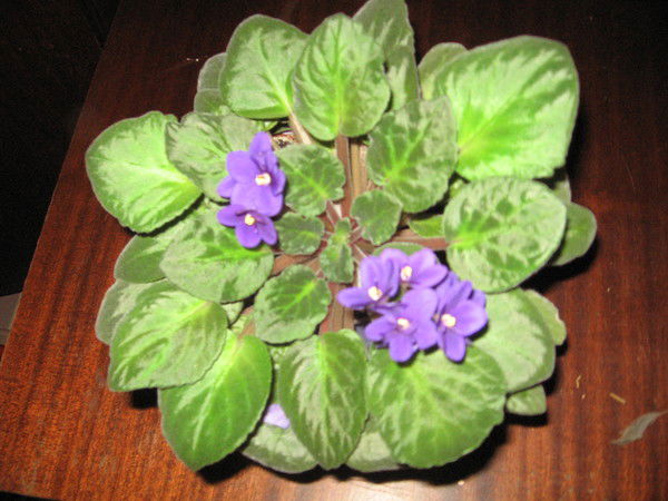 Елена Овчинникова