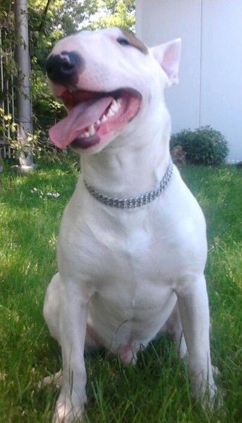 Артур Скибинский