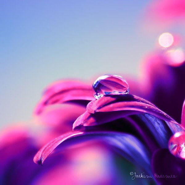 Евгения Дыль