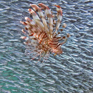 Валерий Малышев