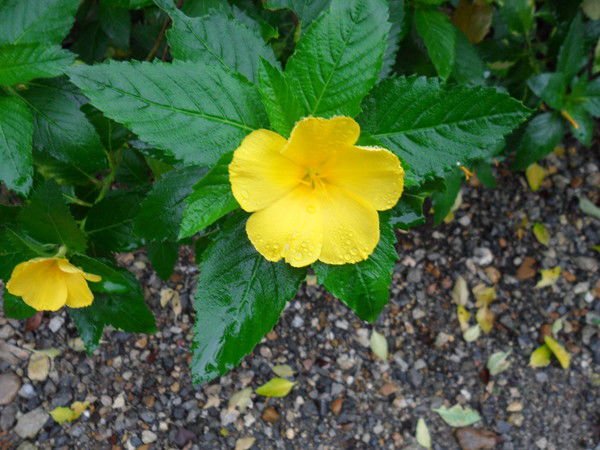 Ольга Шашлова