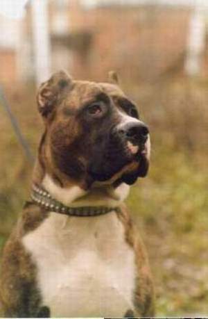 Дмитрий Дуров