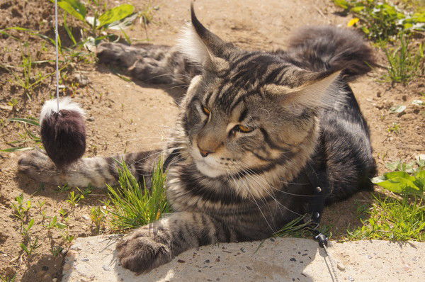 Иван Удавенко