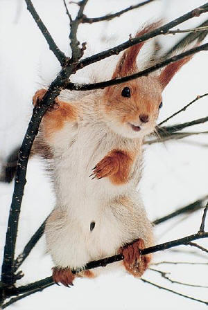 Валерия Аминова