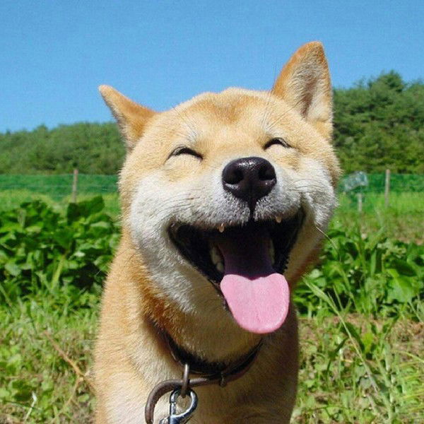 Константин Головизнин