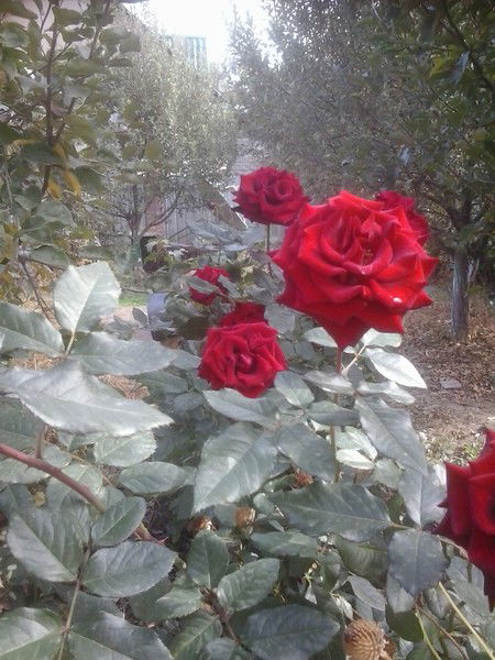 Надежда Подкутина