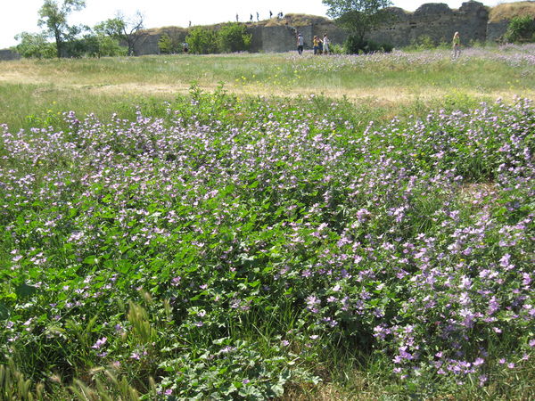 Елена Сидоренко