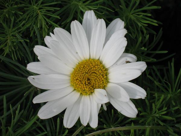 Елена Нозикова