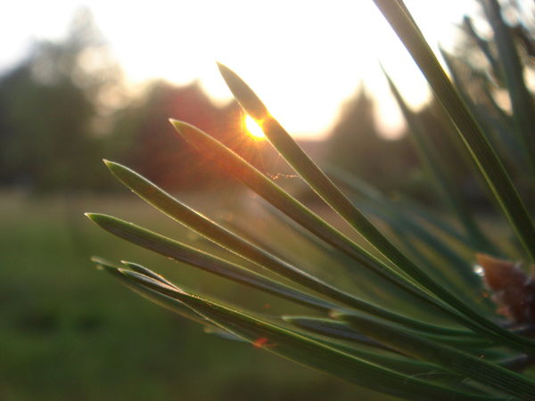 Ирина Старкова